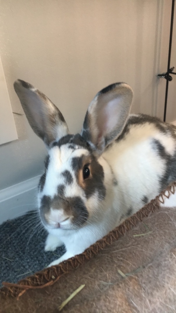 Bonnie & Charlie *Bonded Pair*, a Adoptable Bunny Rabbit in Edina, MN image 4/6