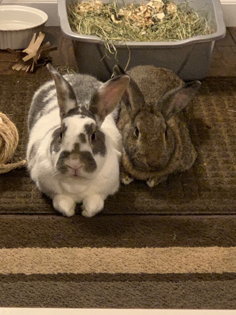 Bonnie & Charlie *Bonded Pair*, a Adoptable Bunny Rabbit in Edina, MN image 5/6