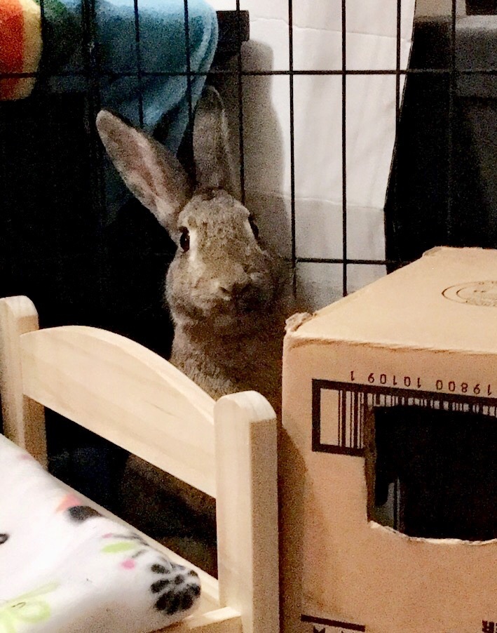 Bonnie & Charlie *Bonded Pair*, a Adoptable Bunny Rabbit in Edina, MN image 6/6
