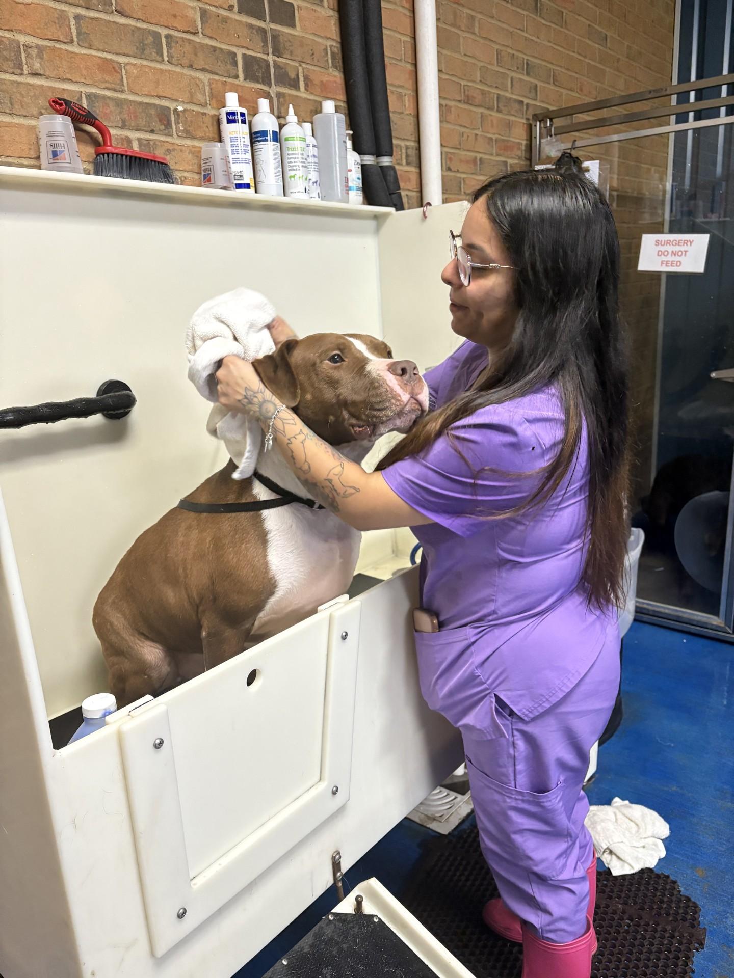 Red, ADOPTABLE, Adult Male Pit Bull Terrier.