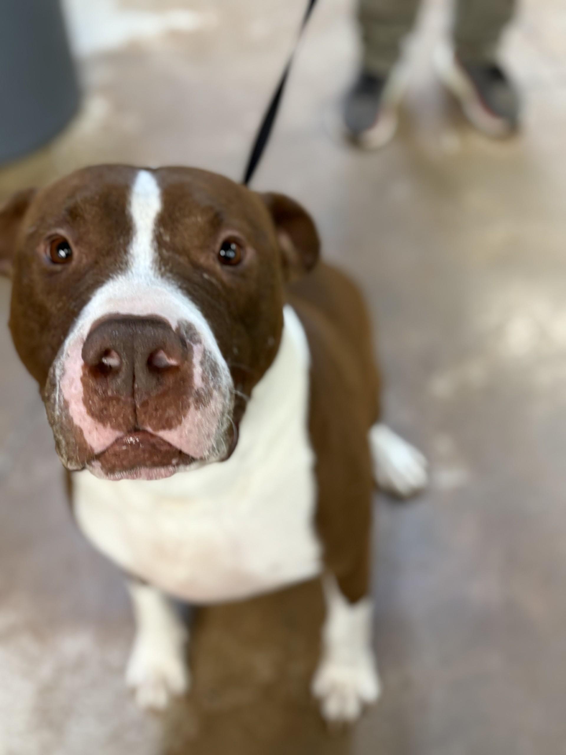 Red, ADOPTABLE, Adult Male Pit Bull Terrier.