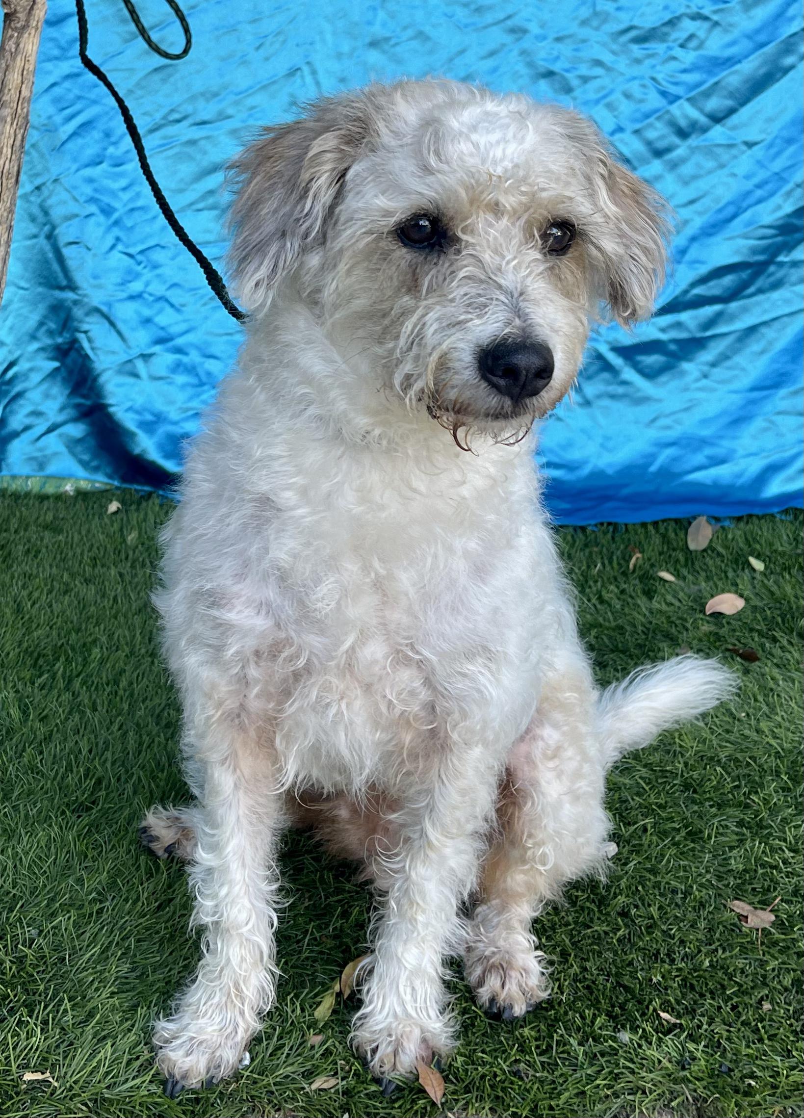 BUDDY, a ADOPTABLE Poodle in Rowland Heights, CA image 3/3