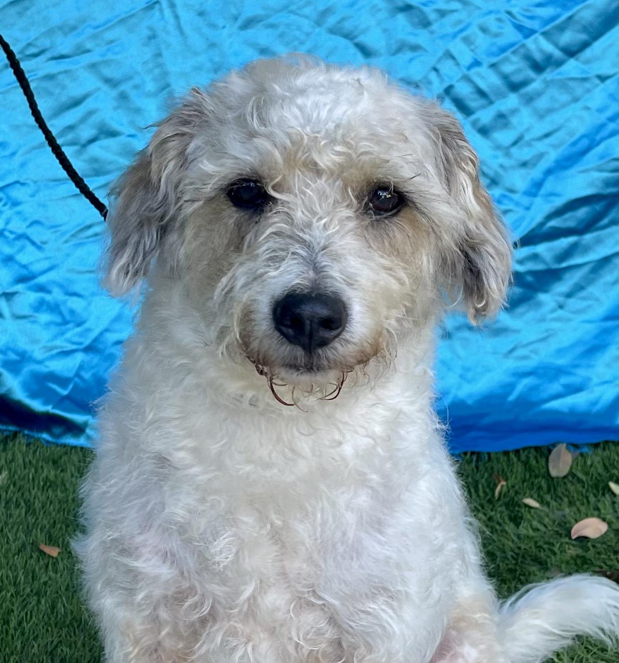 BUDDY, ADOPTABLE, Senior Male Poodle.