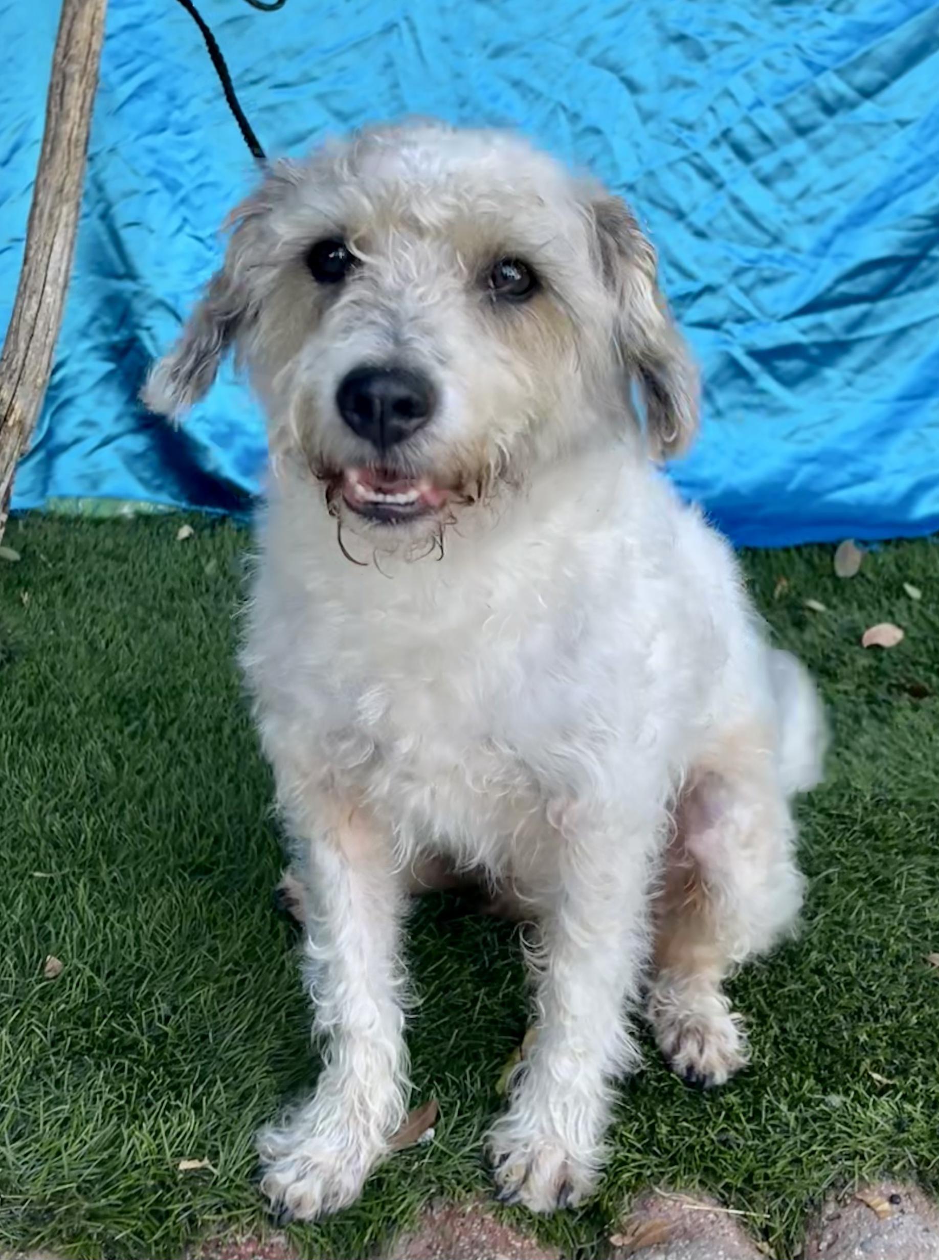BUDDY, a ADOPTABLE Poodle in Rowland Heights, CA image 2/3