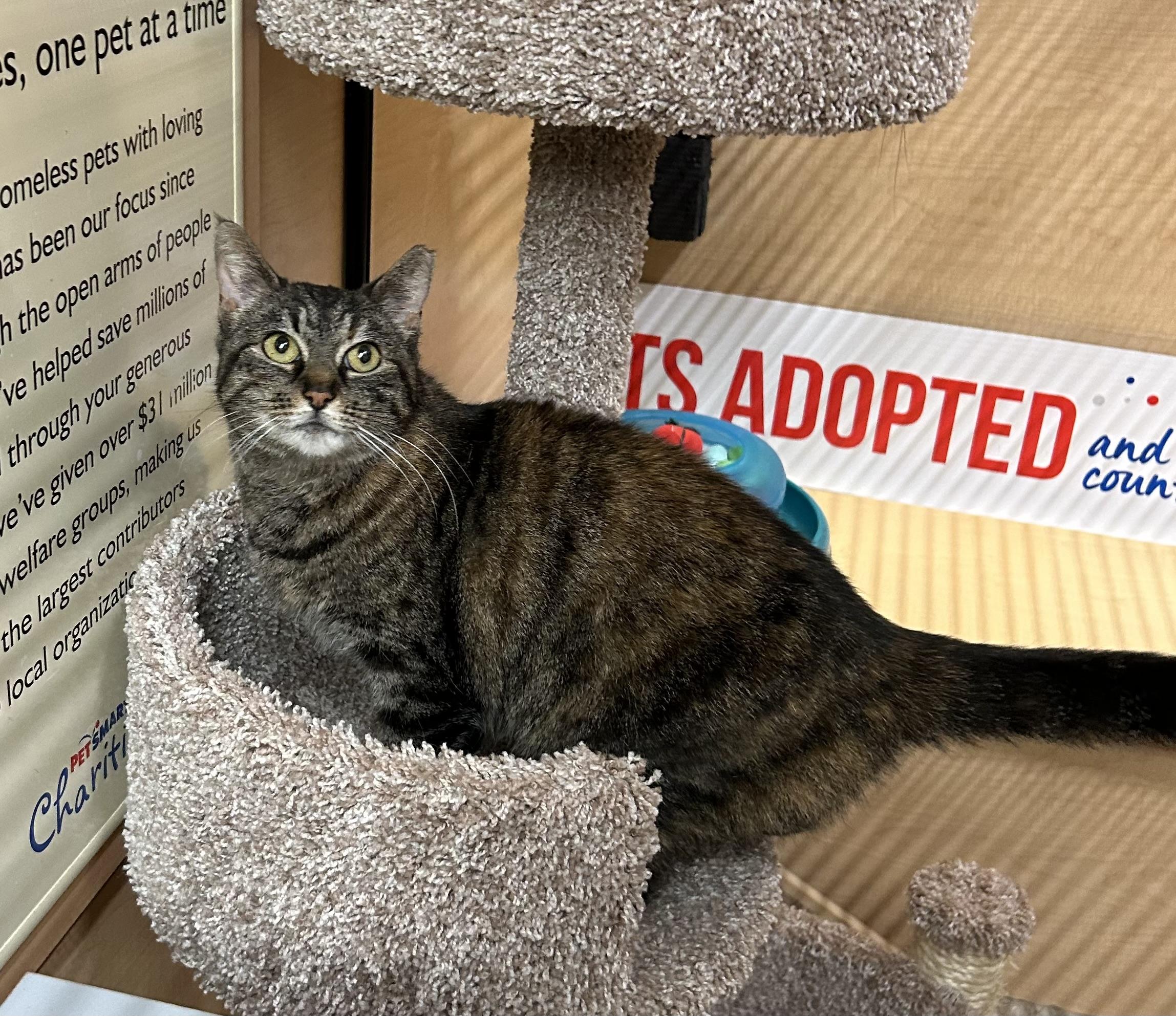 Molly, a ADOPTABLE Domestic Short Hair in Springfield, PA image 1/2