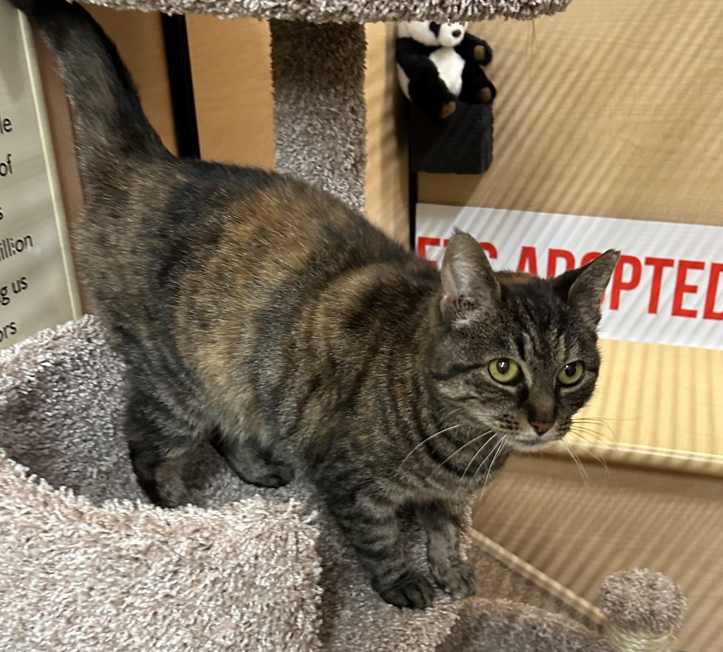 Molly, a ADOPTABLE Domestic Short Hair in Springfield, PA image 2/2