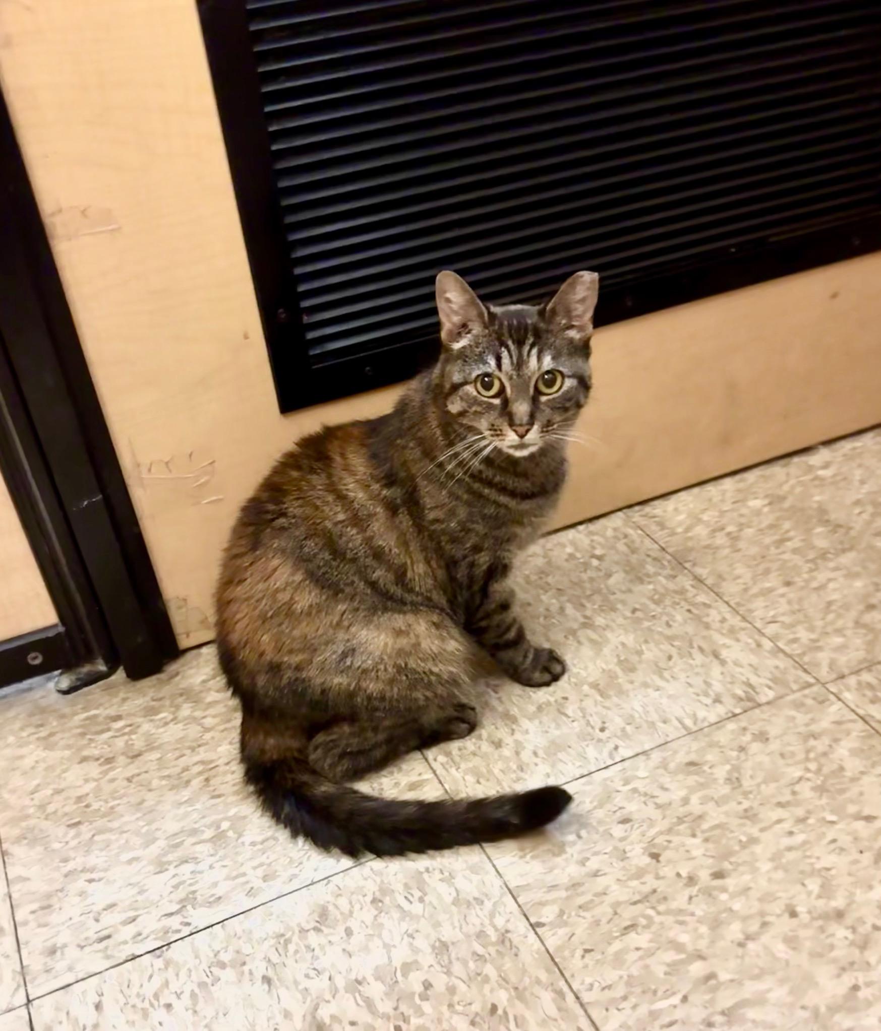Molly, ADOPTABLE, Young Female Domestic Short Hair.