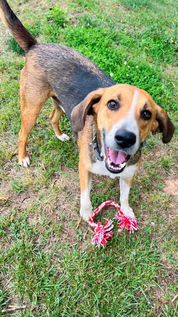 Buddy Boy, a Adoptable Hound in Reidsville, NC image 1/3