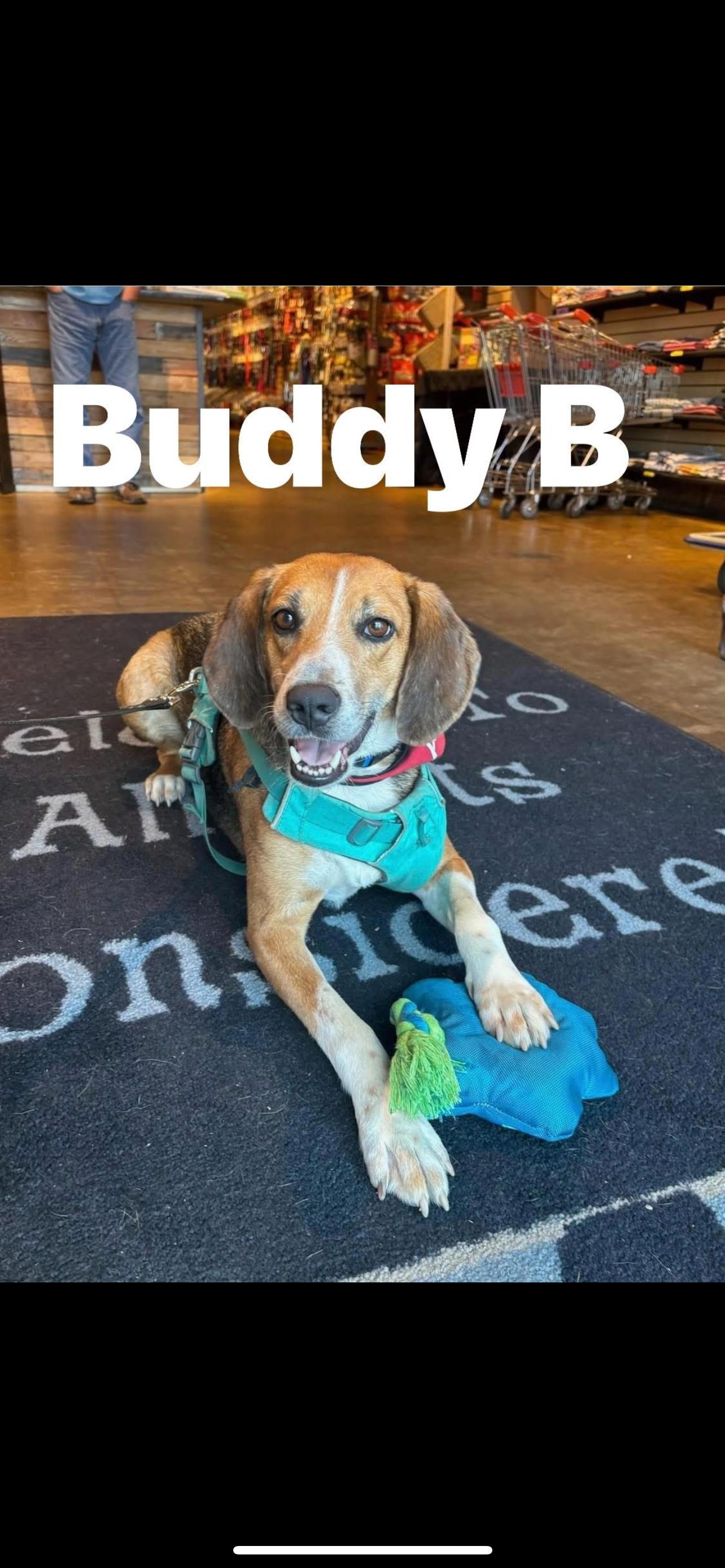 Buddy Boy, an adoptable Hound in Reidsville, NC, 27320 | Photo Image 3