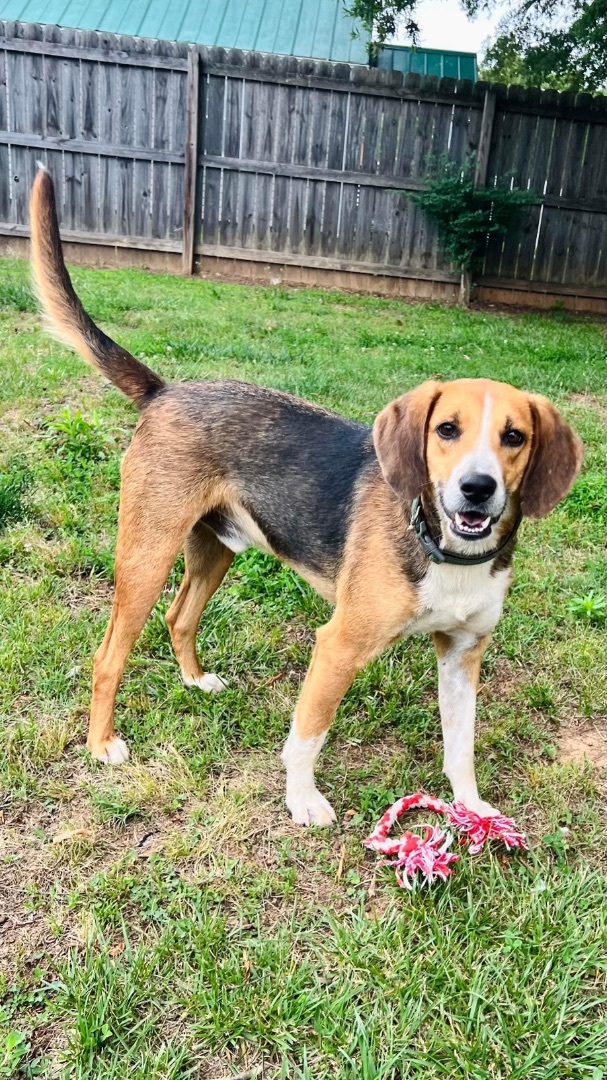 Buddy Boy, a Adoptable Hound in Reidsville, NC image 3/3