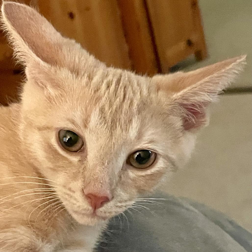 Tony, Adoptable, Kitten Male Domestic Short Hair.