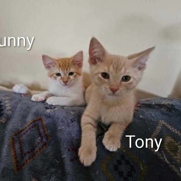 Enlarge Tony, a Adoptable Domestic Short Hair in Traverse City, MI image 2/6
