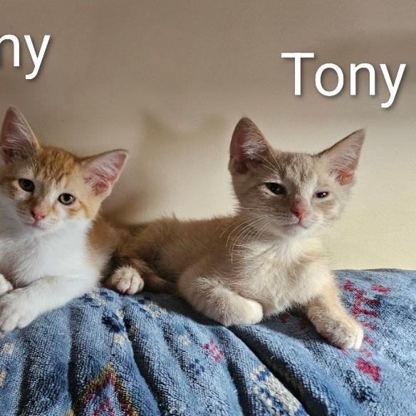 Enlarge Tony, a Adoptable Domestic Short Hair in Traverse City, MI image 3/6