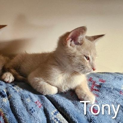 Enlarge Tony, a Adoptable Domestic Short Hair in Traverse City, MI image 4/6