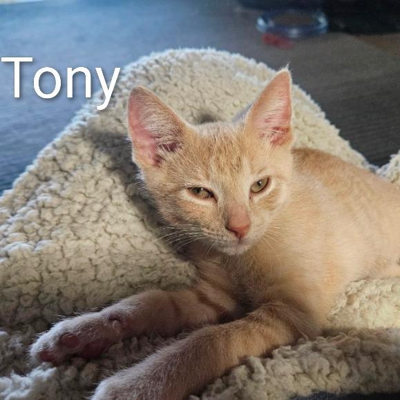 Enlarge Tony, a Adoptable Domestic Short Hair in Traverse City, MI image 5/6