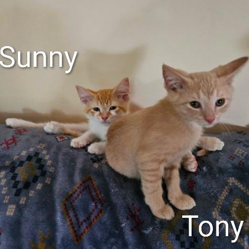 Enlarge Tony, a Adoptable Domestic Short Hair in Traverse City, MI image 6/6