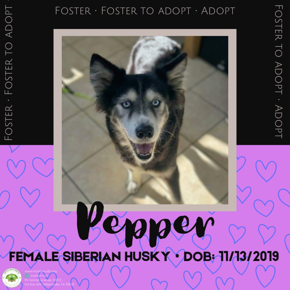 Pepper, Adoptable, Adult Female Siberian Husky.