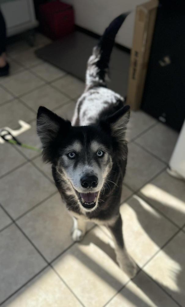 Enlarge Pepper, a Adoptable mixed breed in Pottstown, PA image 2/6