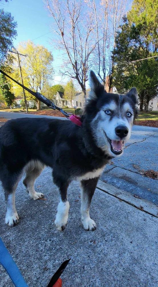 Enlarge Pepper, a Adoptable mixed breed in Pottstown, PA image 4/6