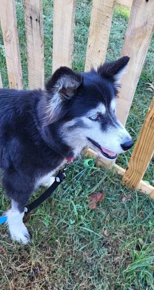 Enlarge Pepper, a Adoptable mixed breed in Pottstown, PA image 5/6