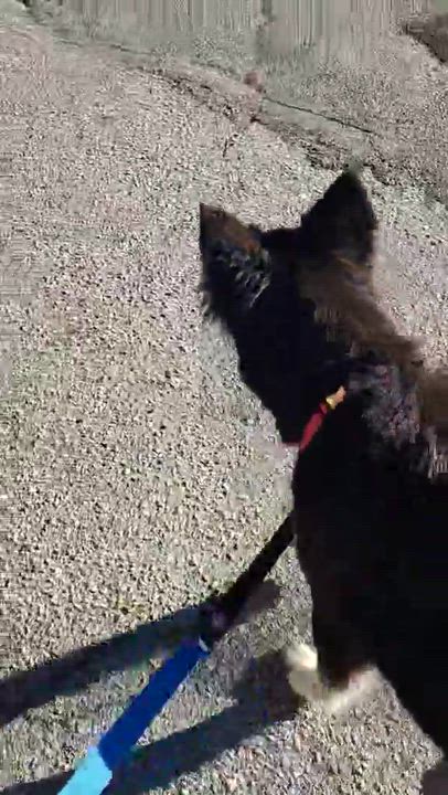 Enlarge Pepper, a Adoptable mixed breed in Pottstown, PA video 6/6