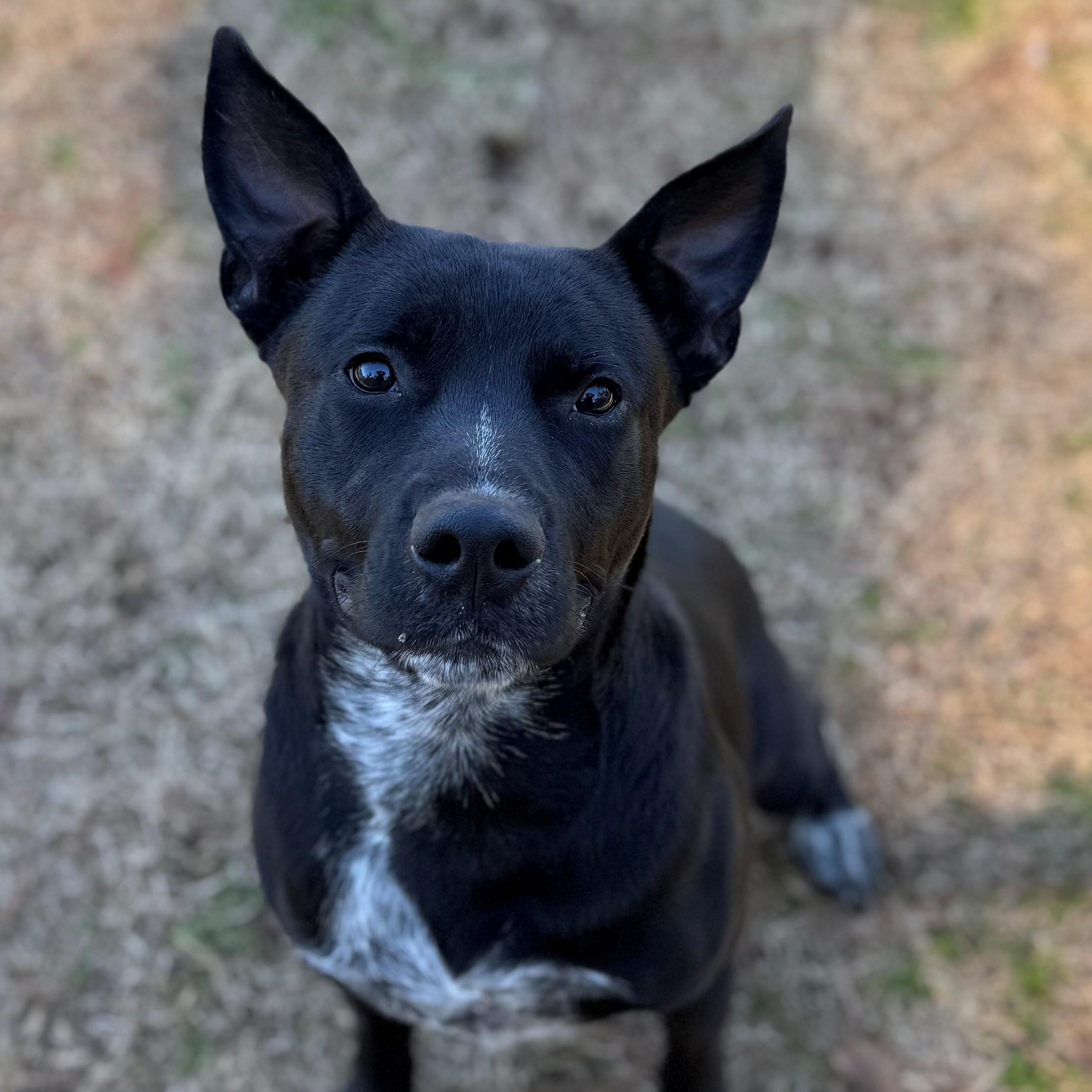 Enlarge Brendan, a ADOPTABLE mixed breed in Summerdale, AL image 1/1