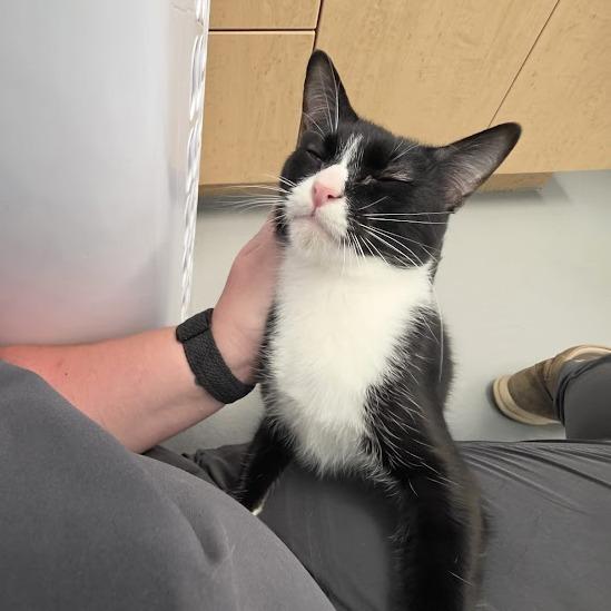 Boots, Adoptable, Young Female Domestic Short Hair.
