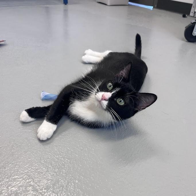 Boots, a Adoptable Domestic Short Hair in Grantsville, UT image 2/6