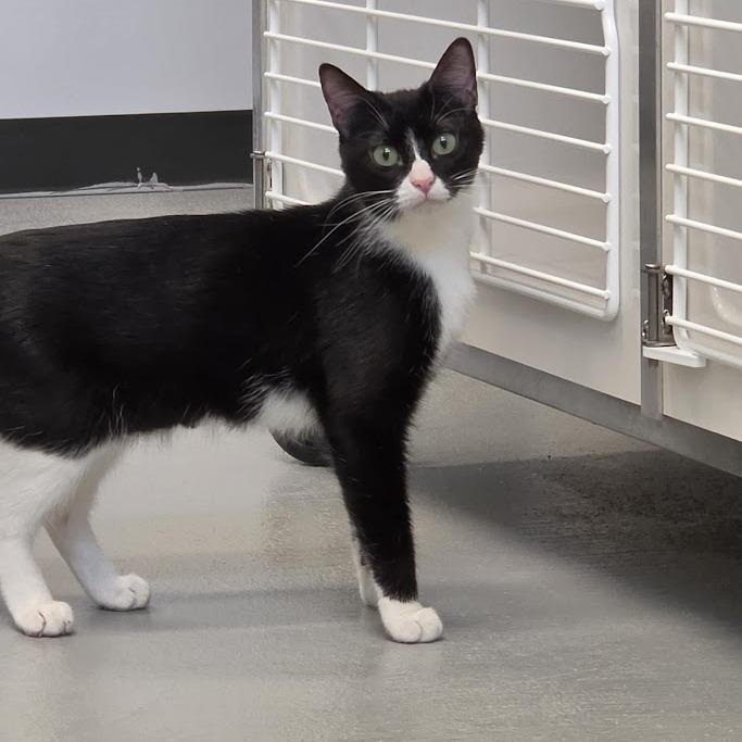 Boots, a Adoptable Domestic Short Hair in Grantsville, UT image 3/6