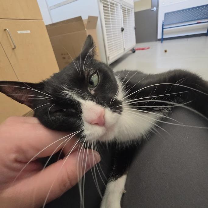 Boots, a Adoptable Domestic Short Hair in Grantsville, UT image 4/6