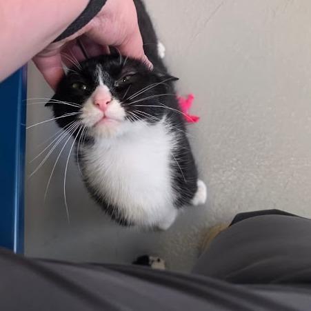 Boots, a Adoptable Domestic Short Hair in Grantsville, UT image 5/6