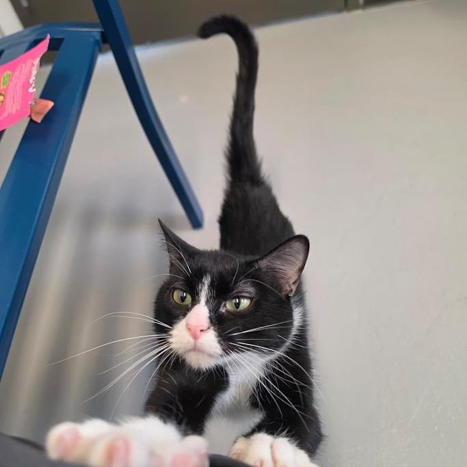 Boots, a Adoptable Domestic Short Hair in Grantsville, UT image 6/6