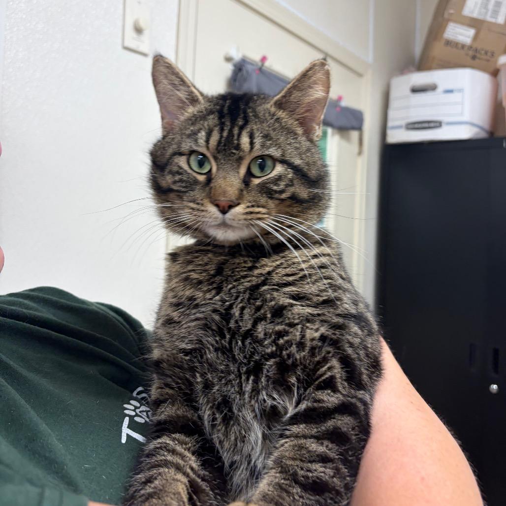 Bower, Adoptable, Adult Male Domestic Short Hair.