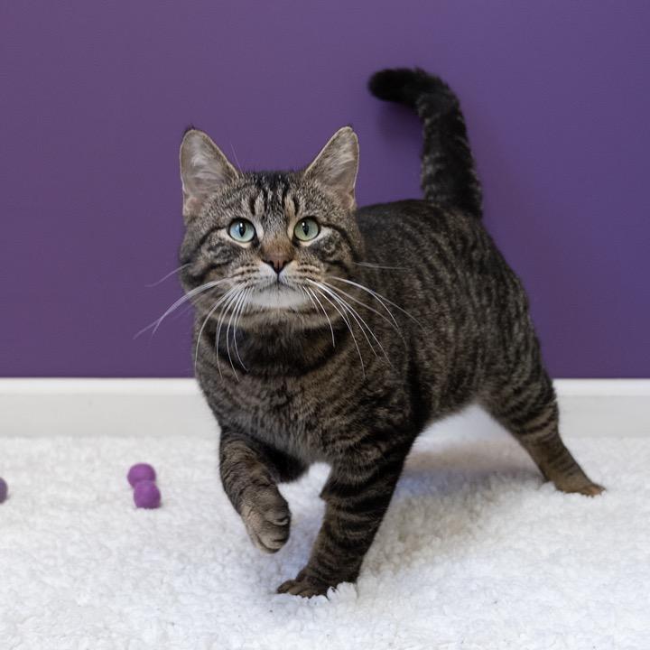 Enlarge Bower, a Adoptable Domestic Short Hair in Pekin, IL image 2/5