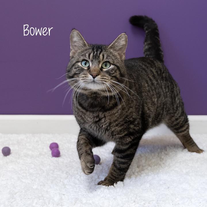 Enlarge Bower, a Adoptable Domestic Short Hair in Pekin, IL image 3/5