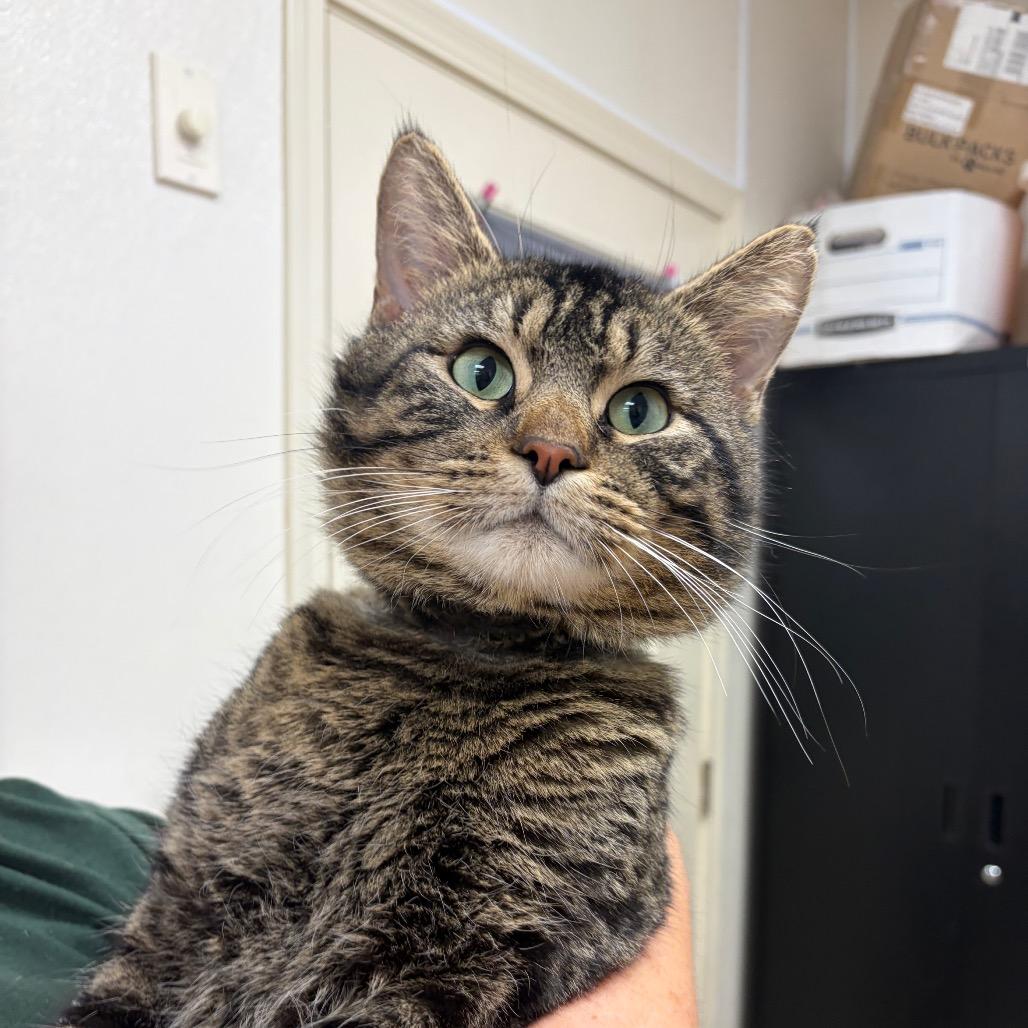 Enlarge Bower, a Adoptable Domestic Short Hair in Pekin, IL image 5/5