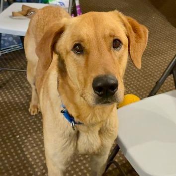 Marley, Adoptable, Adult Male Golden Retriever & Mixed Breed.