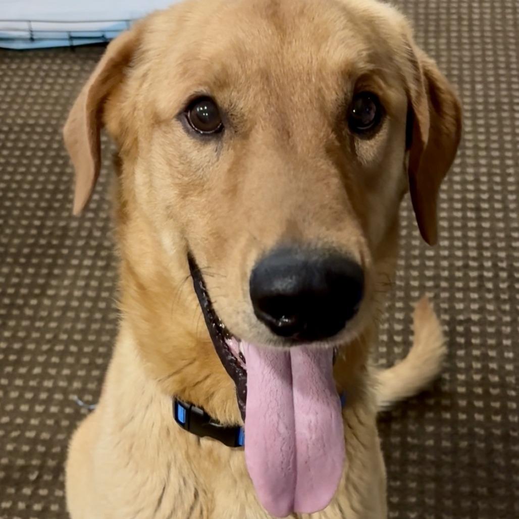 Marley, a Adoptable mixed breed in Staten Island, NY image 2/6