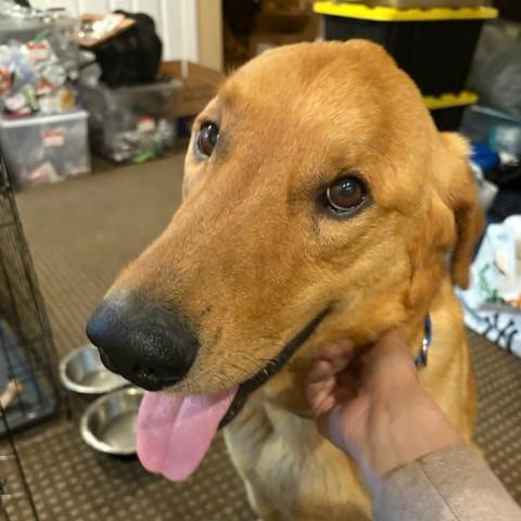 Marley, a Adoptable mixed breed in Staten Island, NY image 3/6