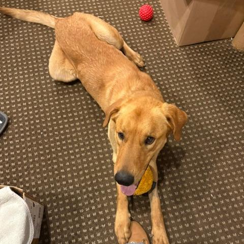 Marley, a Adoptable mixed breed in Staten Island, NY image 4/6