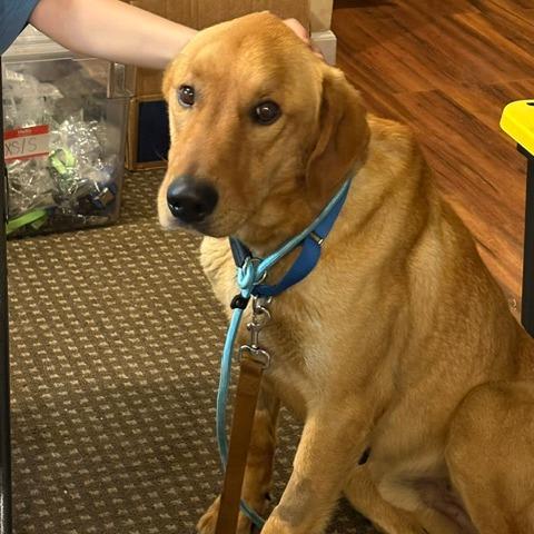 Marley, a Adoptable mixed breed in Staten Island, NY image 5/6