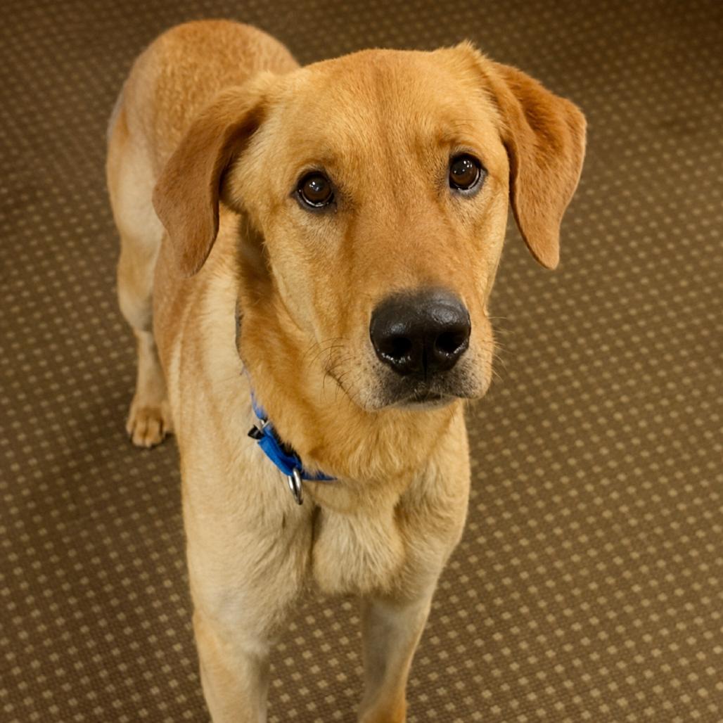 Marley, a Adoptable mixed breed in Staten Island, NY image 6/6