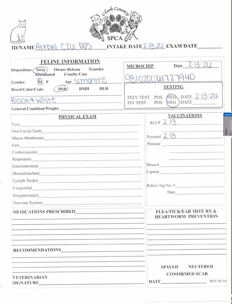 Arrow, a Adoptable mixed breed in Springfield, OH image 2/3