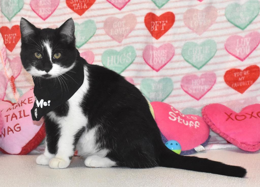 Arrow, a Adoptable mixed breed in Springfield, OH image 3/3