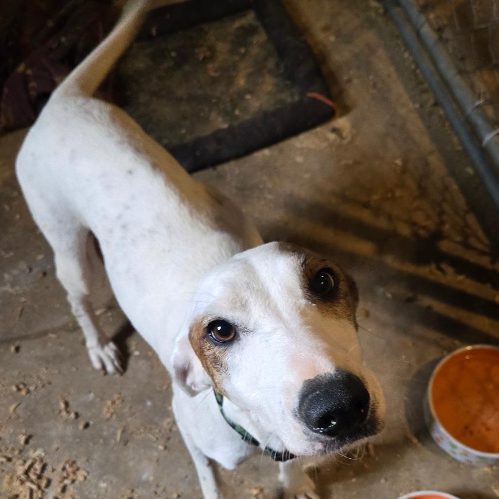 Shamrock — thumbnail 2