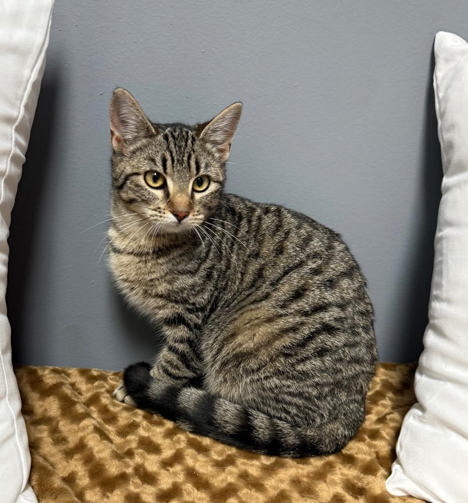 Enlarge Hyacinth, a Adoptable mixed breed in Claremore, OK image 1/1