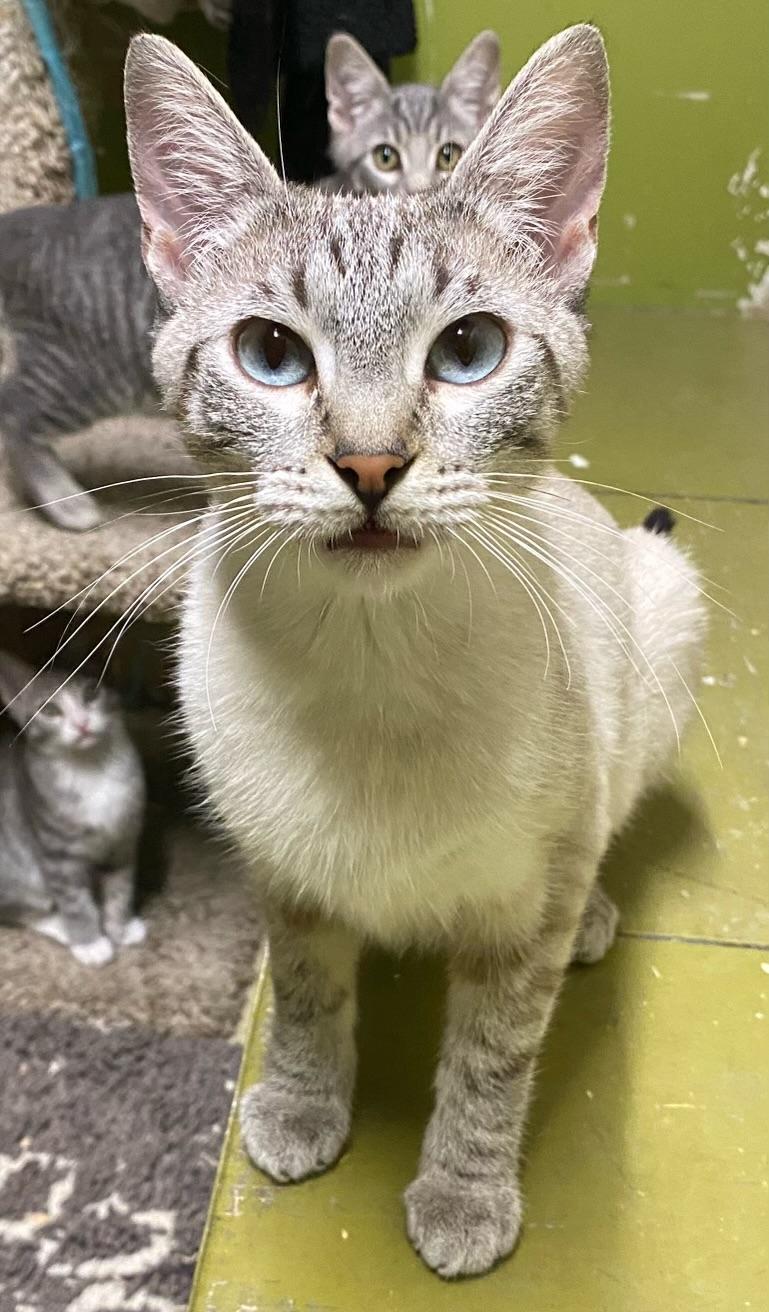 Sylvie (friendly), a Adoptable Siamese in Los Angeles, CA image 2/2