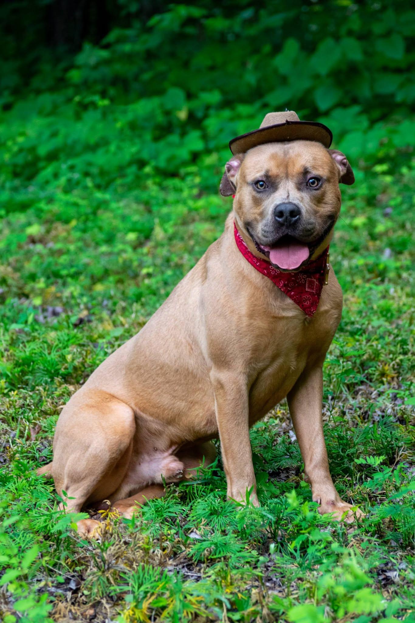 Enlarge Cowboy, a ADOPTABLE mixed breed in Sevierville, TN image 4/4
