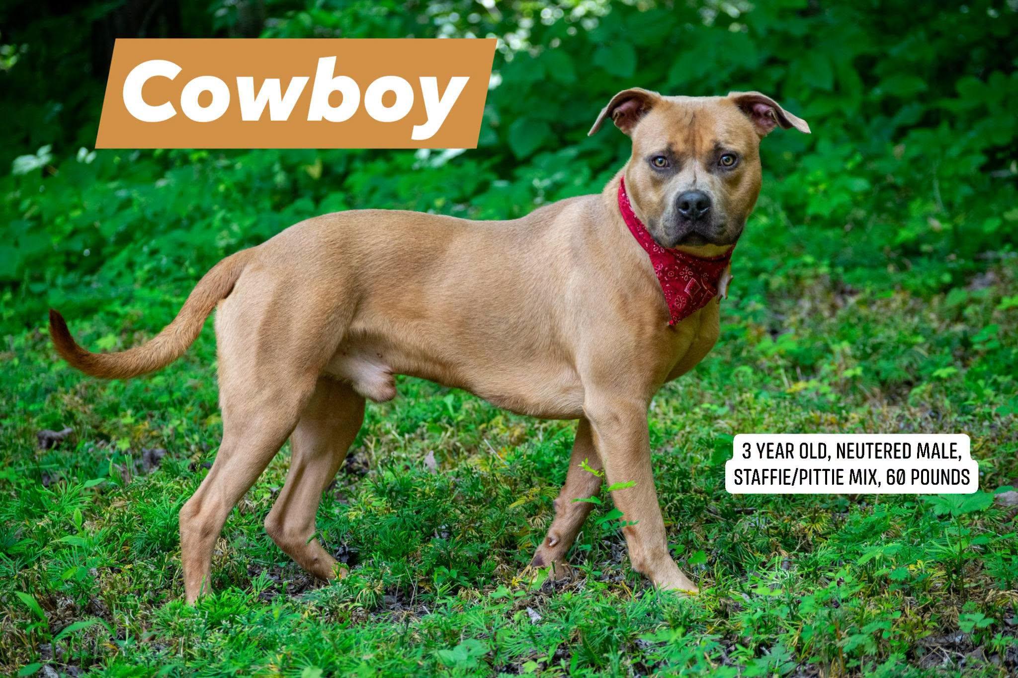 Cowboy, ADOPTABLE, Adult Male Staffordshire Bull Terrier & Pit Bull Terrier.
