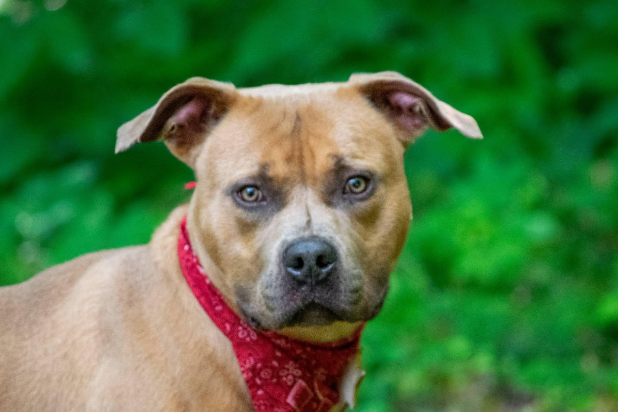 Enlarge Cowboy, a ADOPTABLE mixed breed in Sevierville, TN image 2/4